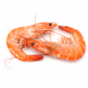 Tiger Prawn